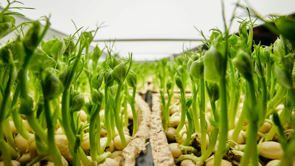 Organic Pea Growing